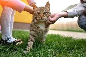 le mani dei bambini che accarezzano il primo piano del gatto foto