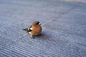 piccolo passero seduto su un primo piano di gradino foto