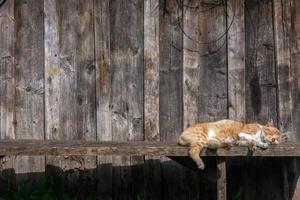 il gatto marrone si rilassa sotto il sole foto