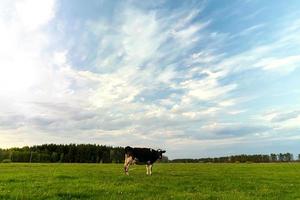 una mucca in bianco e nero pascola in un prato verde contro un cielo blu foto