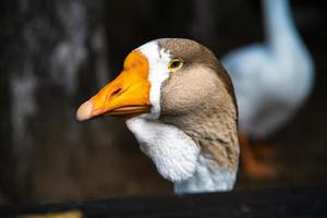 la testa di un'oca ben nutrita in primo piano foto