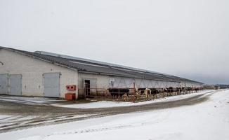 vista laterale dell'edificio dell'allevamento di bestiame in inverno foto