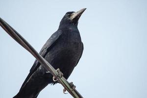 corvo adulto nero appollaiato su un filo. foto