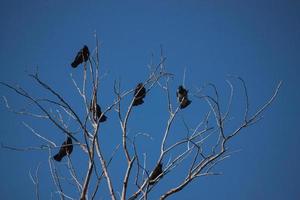 corvi seduti su rami di alberi secchi contro il cielo. foto