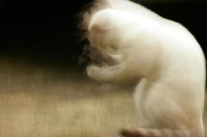 un gatto bianco sta cercando di spazzare la tela di un ragno sulla sua faccia. foto