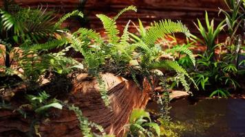 stagno dorato tropicale con rocce e piante verdi foto