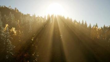 8k raggi del sole si fanno strada attraverso i rami foto