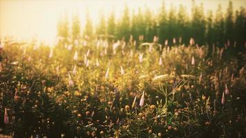 fiori di campo selvatici al tramonto estivo foto