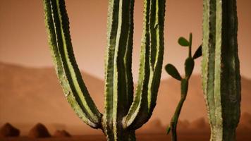 tramonto nel deserto dell'arizona con cactus saguaro gigante foto