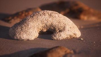 vecchio corallo sulla spiaggia di sabbia foto