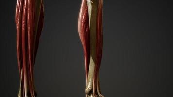 sistema muscolare dell'animazione del corpo umano foto