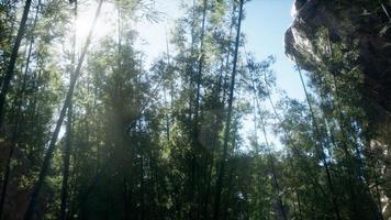 paesaggio dell'albero di bambù nella foresta pluviale tropicale, malesia foto