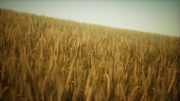 nuvole tempestose scure sul campo di grano foto