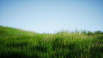 campo di erba fresca verde sotto il cielo blu foto