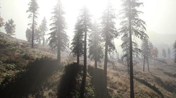 calma foresta lunatica nella nebbia nebbiosa al mattino foto