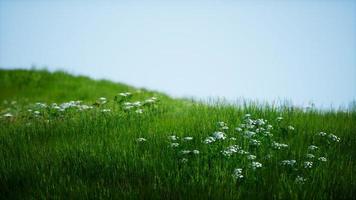 campo di erba fresca verde sotto il cielo blu foto