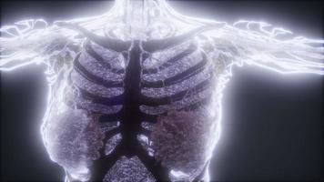 animazione colorata del corpo umano che mostra ossa e organi foto