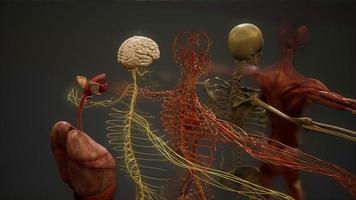 illustrazione animata di anatomia umana 3d foto