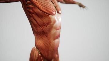 sistema muscolare dell'animazione del corpo umano foto