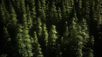 boschetti di piante di marijuana sul campo foto