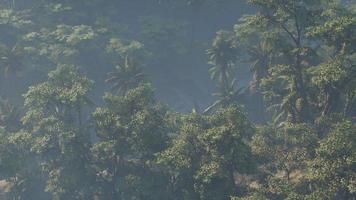 paesaggio della foresta pluviale della giungla coperto di nebbia