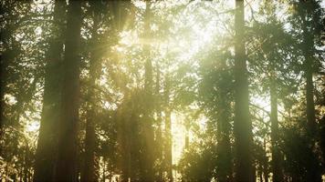 hyperlapse nella foresta di sequoie dall'alba foto