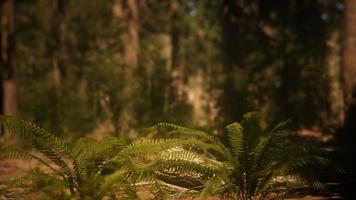 la luce del sole del primo mattino nelle sequoie del boschetto di mariposa foto