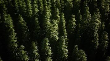 boschetti di piante di marijuana sul campo foto
