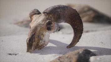 cranio con corna di ariete sulla spiaggia foto