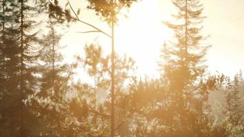 nebbiosa foresta nordica al mattino presto con nebbia foto