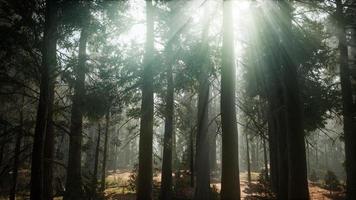 alberi di sequoia giganti in estate nel parco nazionale di sequoia, california foto
