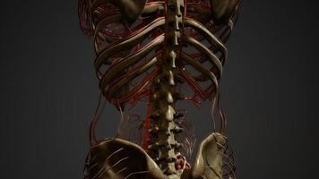 anatomia dei vasi sanguigni del corpo umano foto