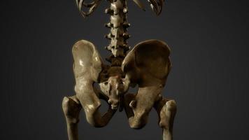 ossa dello scheletro umano foto