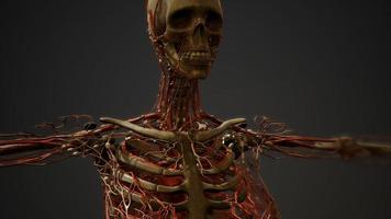 anatomia dei vasi sanguigni del corpo umano foto