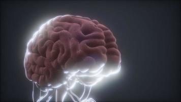 modello animato del cervello umano foto