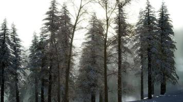 splendida scena di Natale nella foresta di montagna. alba invernale colorata foto