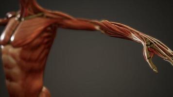 sistema muscolare dell'animazione del corpo umano foto