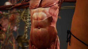 illustrazione animata di anatomia umana 3d foto