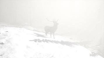 orgoglioso maschio di cervo nobile nella foresta di neve invernale foto