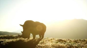 rinoceronte in piedi in un'area aperta durante il tramonto foto