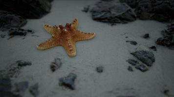 stella marina sulla spiaggia sabbiosa al tramonto foto