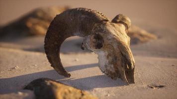 cranio con corna di ariete sulla spiaggia foto