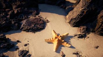 stella marina sulla spiaggia sabbiosa al tramonto foto