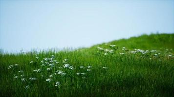 campo di erba fresca verde sotto il cielo blu foto