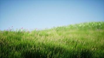 campo di erba fresca verde sotto il cielo blu foto