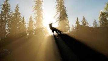 maschio di cervo nella foresta al tramonto foto