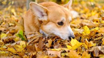 divertente ritratto di simpatico cane corgi all'aperto foto