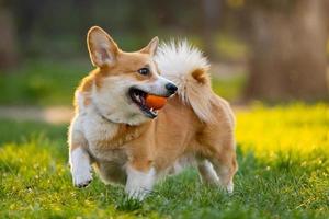 divertente ritratto di simpatico cane corgi all'aperto foto