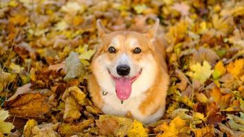 divertente ritratto di simpatico cane corgi all'aperto foto