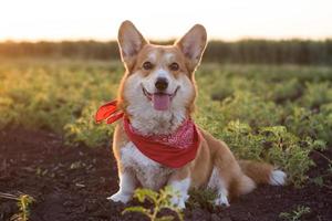 divertente ritratto di simpatico cane corgi all'aperto foto